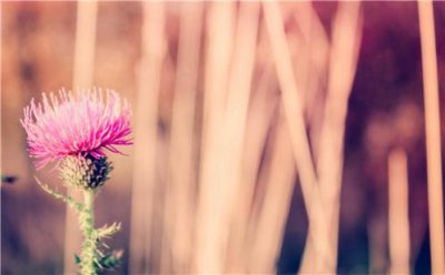 ​舒婷经典爱情语录 最美的爱情经典语录