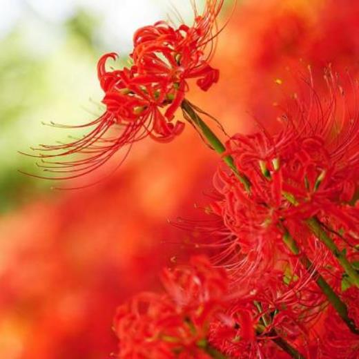 写给女朋友的情话短句