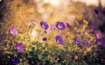 ​表达爱情的伤心句子