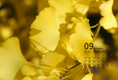 ​关于爱情表白词汇，网络爱情表白词3(24句)