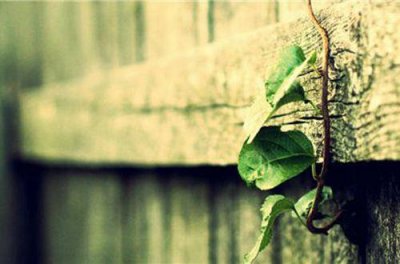 ​树上春树爱情语录