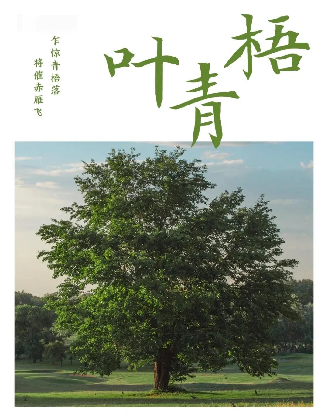 温文尔雅，才华横溢的男孩女孩名字，诗词起名字