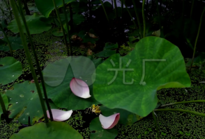 ​有没有搞笑的新年祝福语？ 新年趣味祝福(精选60句)